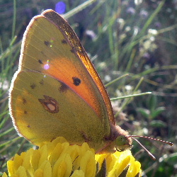 Colias caucasica